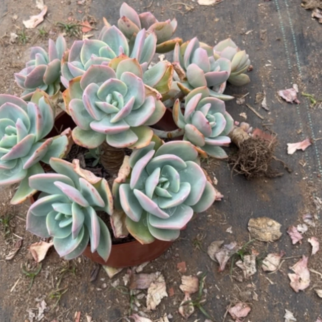 【闪购商品】晚**五白凤