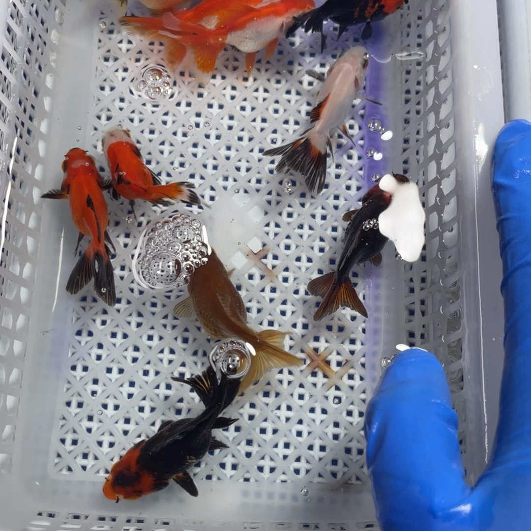 海水鱼花泰狮金鱼17