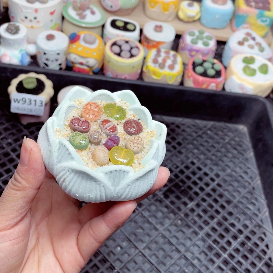 w9315 零下地区拍保温箱 -15支持寄养