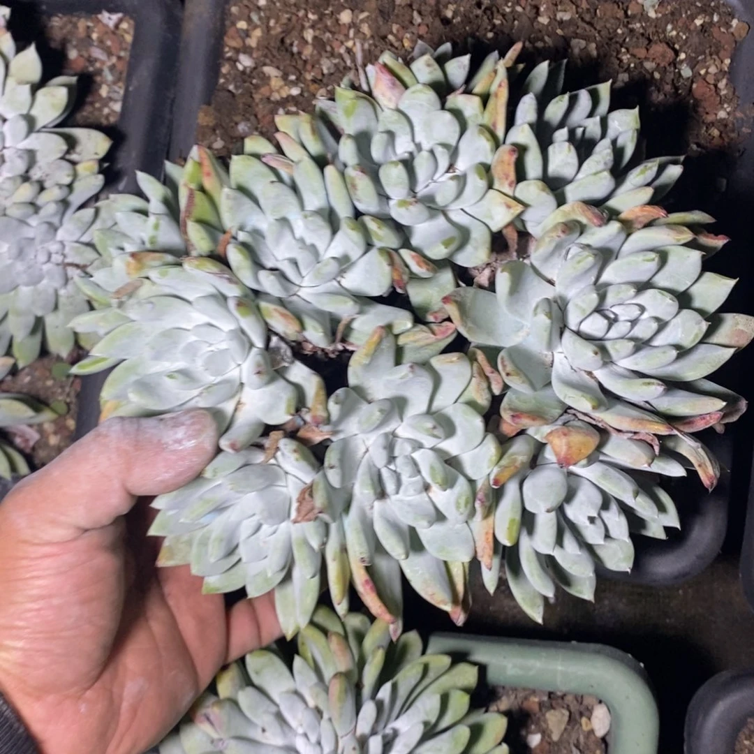 Y***静拇指杂福利啦啦吧