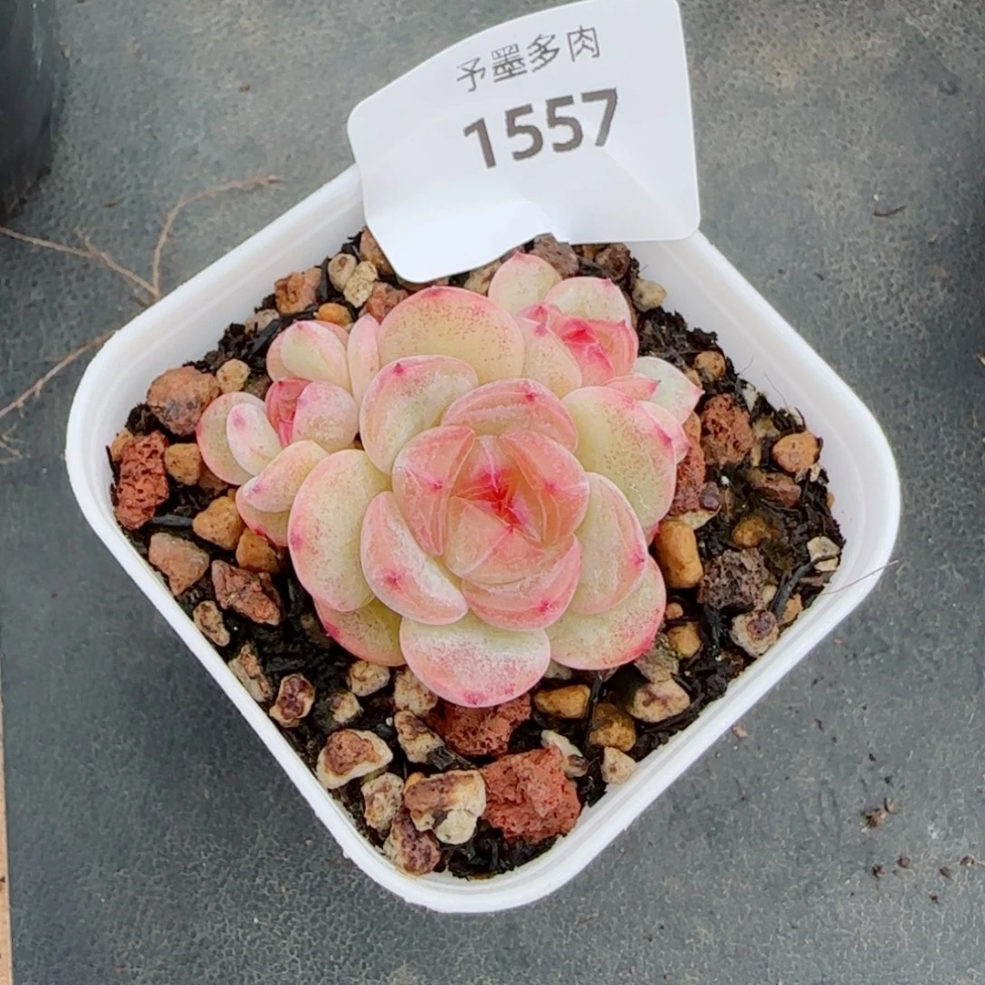 甜心群，1557多肉植物