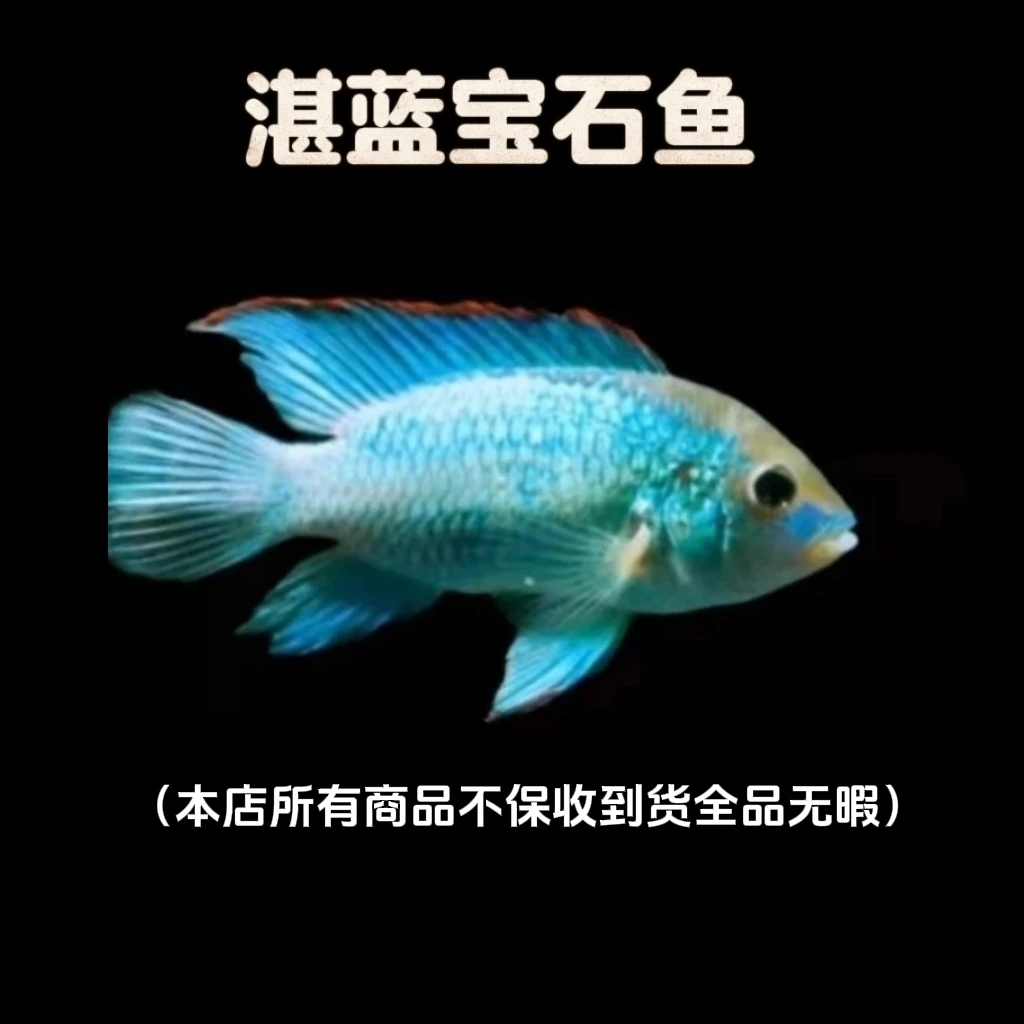 湛蓝宝石（混发不分公母）