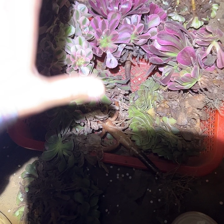 不售后法师组合粉➕红➕安➕2小美