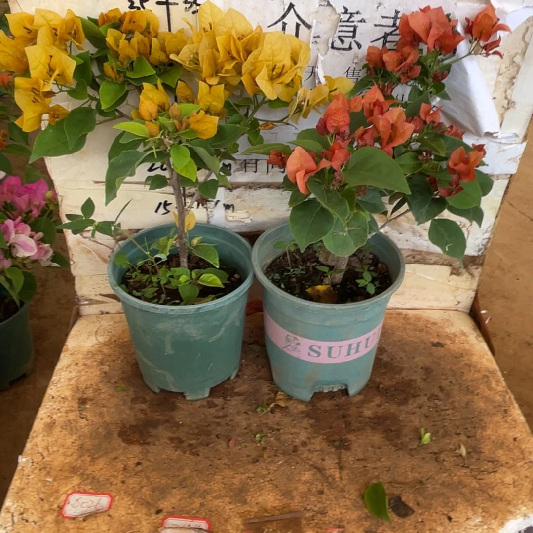 好***运当前无花栽培后可以开花1-5822