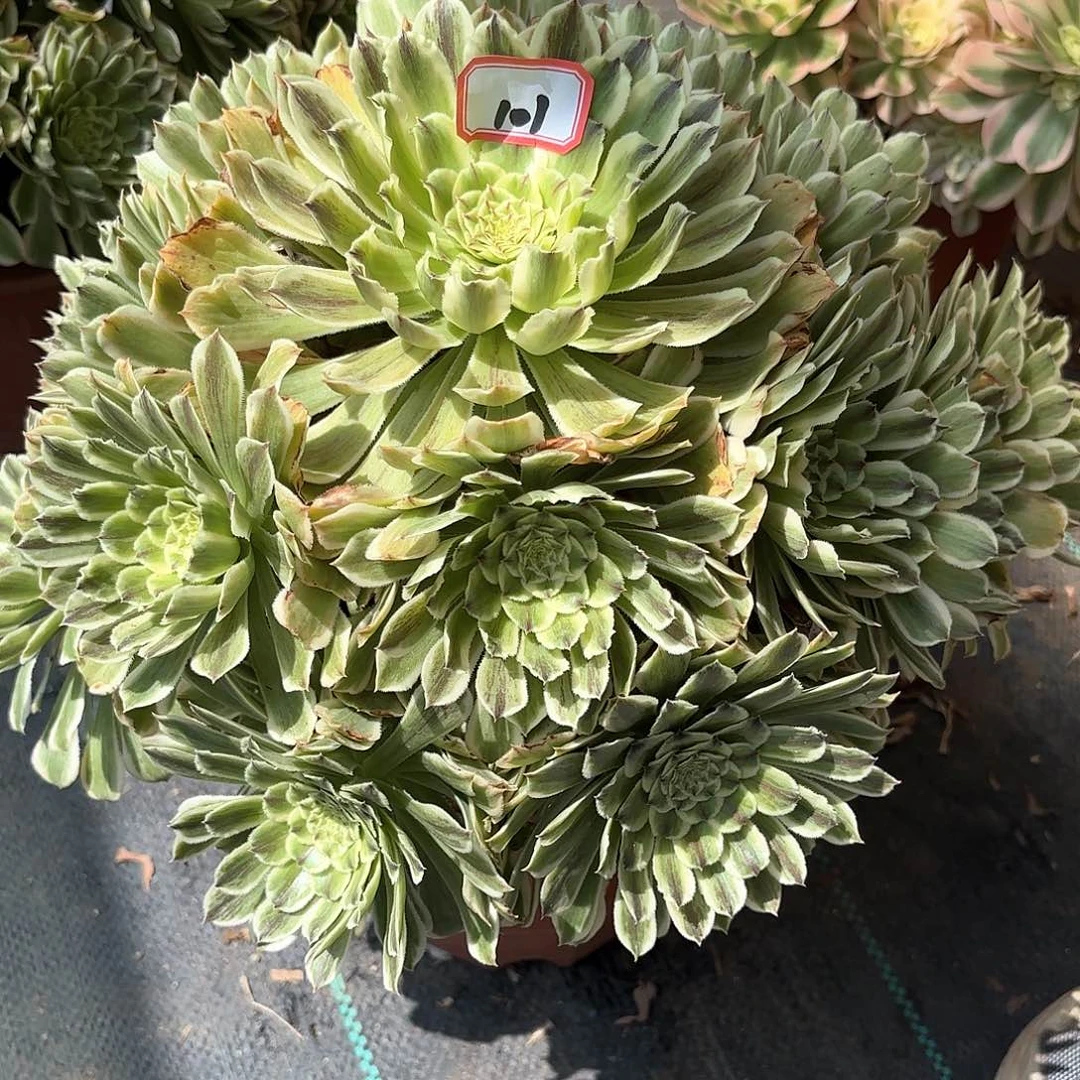 101碧浪多肉植物绿植