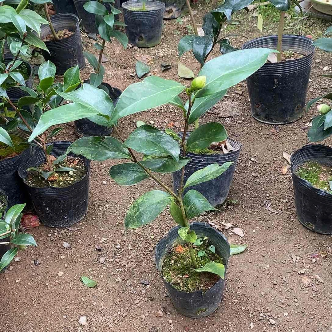 完全开放龙火珠茶花
