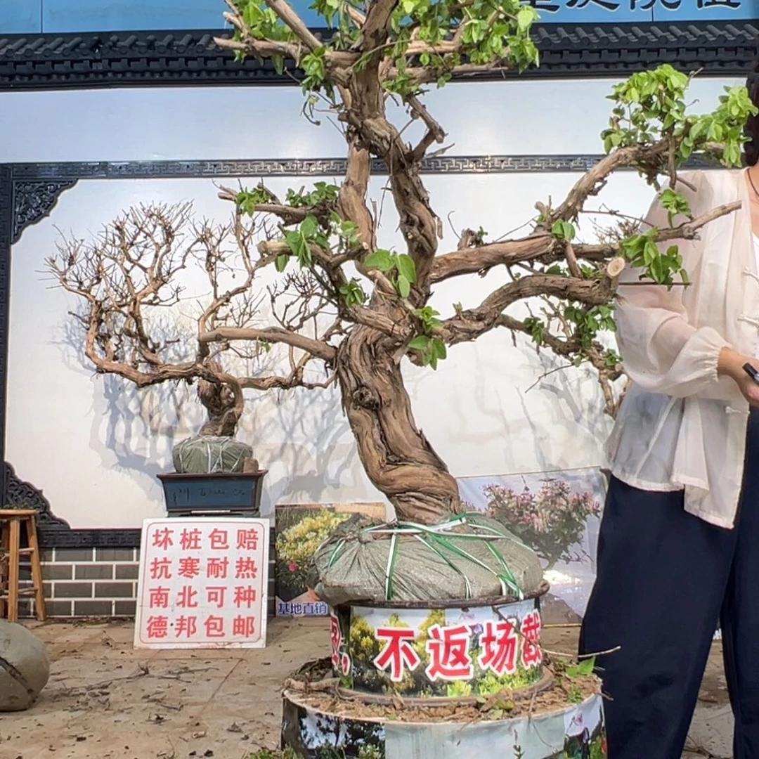无花朵金银花888888