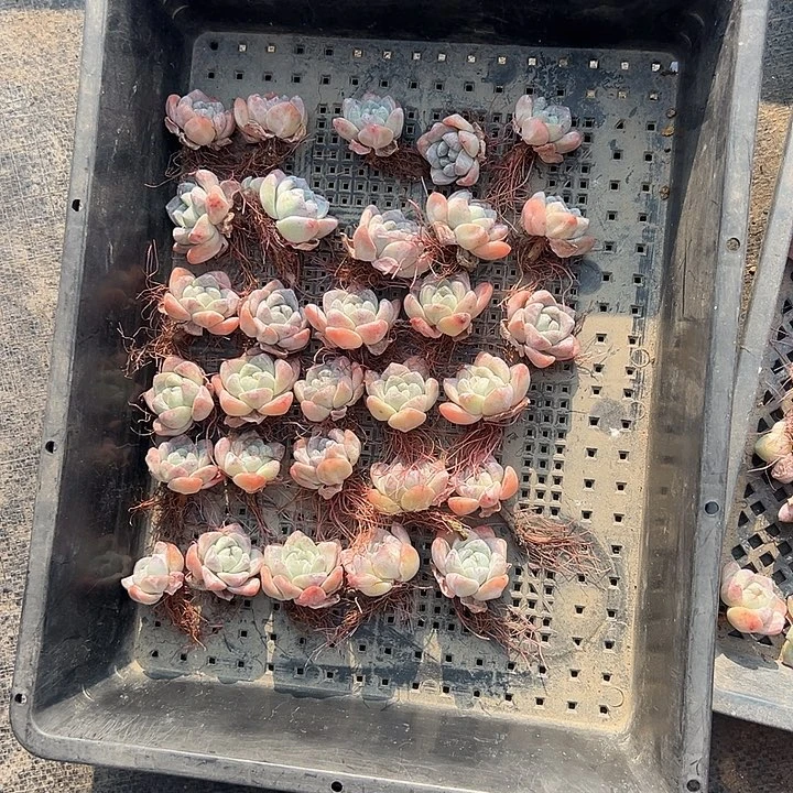 3072，30个冰玉已经发根特价