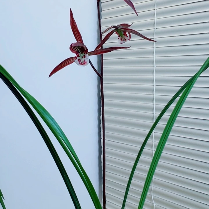 雁***宿完全开放一物一拍