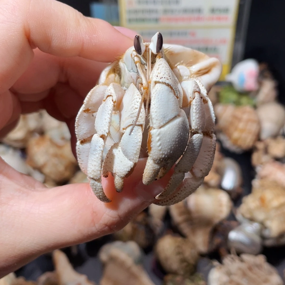 蜗居异宠寄居蟹9742红海