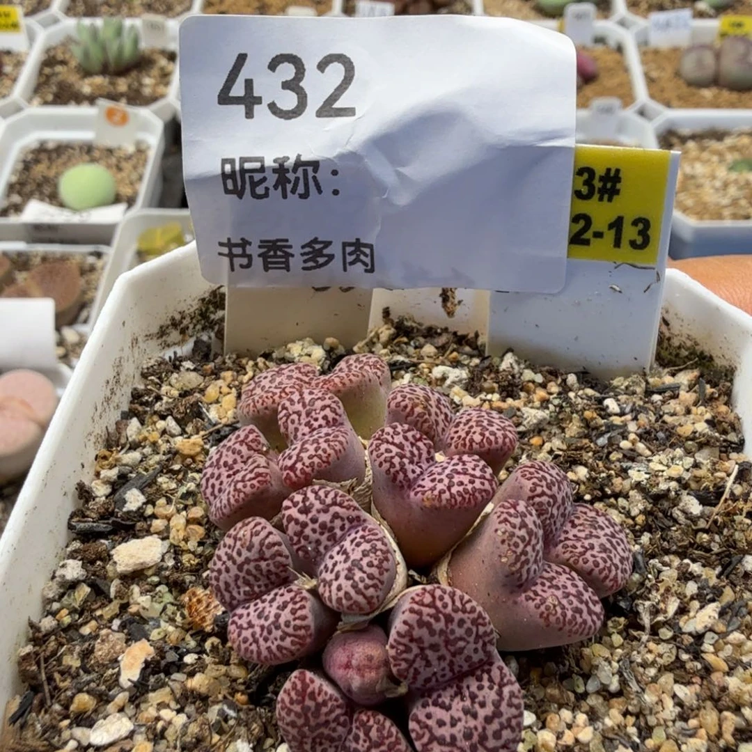 鸟哈尼多肉植物多肉植物