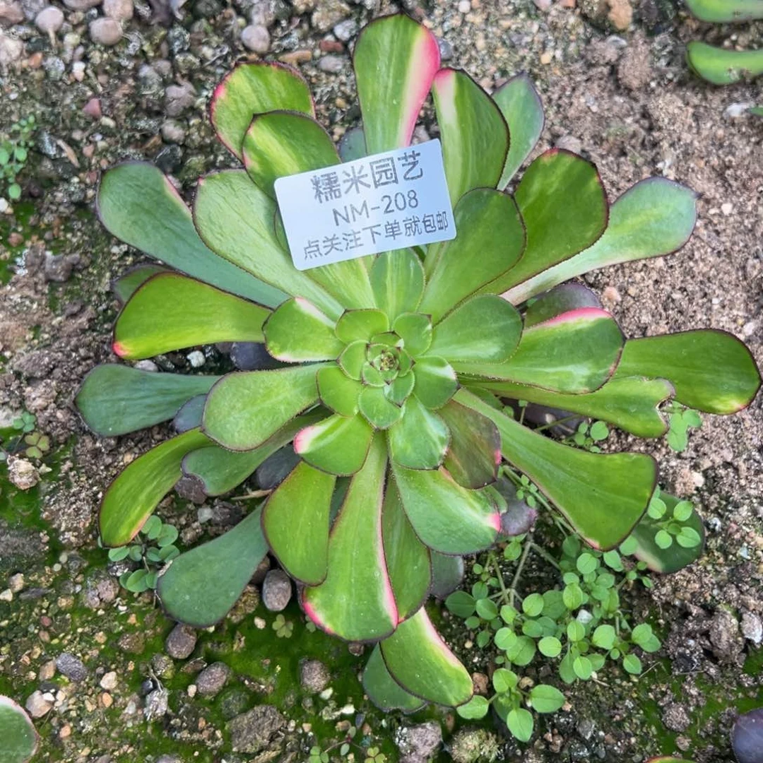 铜七彩多肉植物208