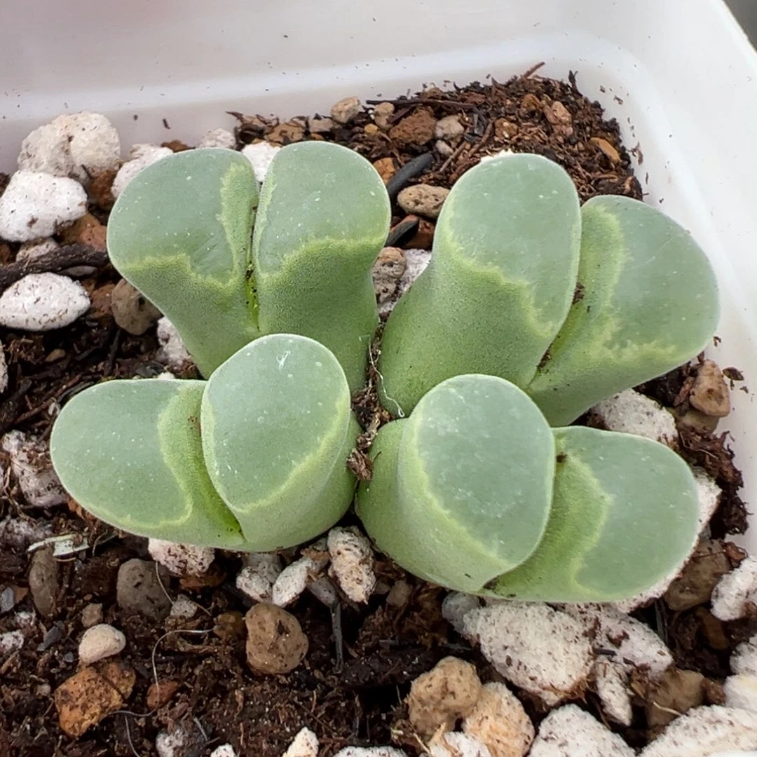 沙***小9.18好看的多肉脱土发货555