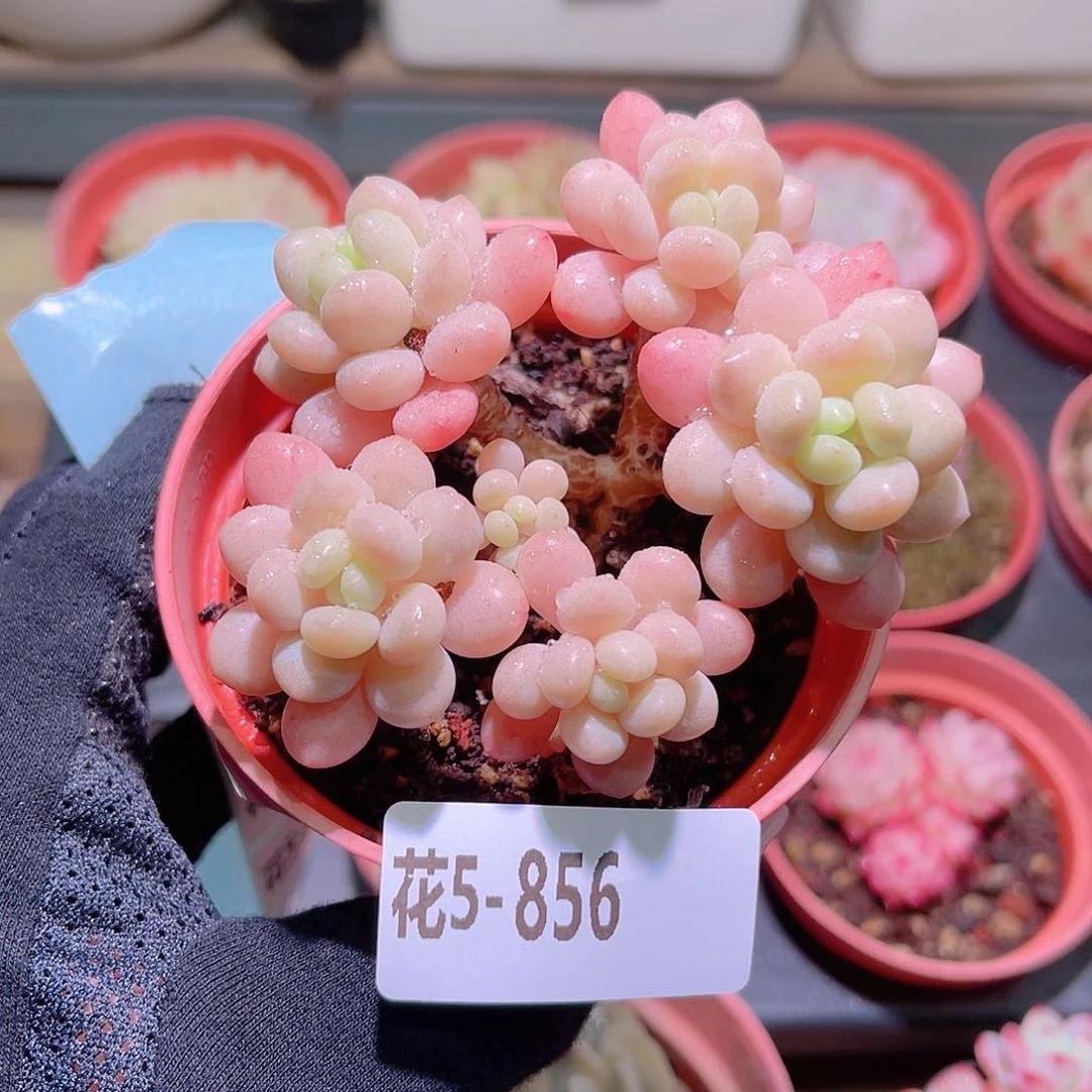 花利美5-856洛可可