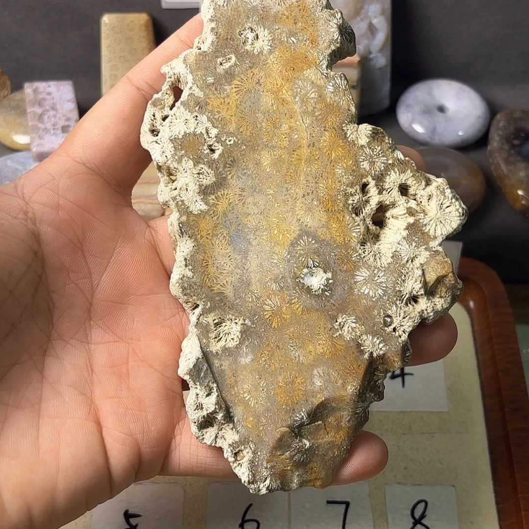 硅化玉颈饰未镶嵌H****H