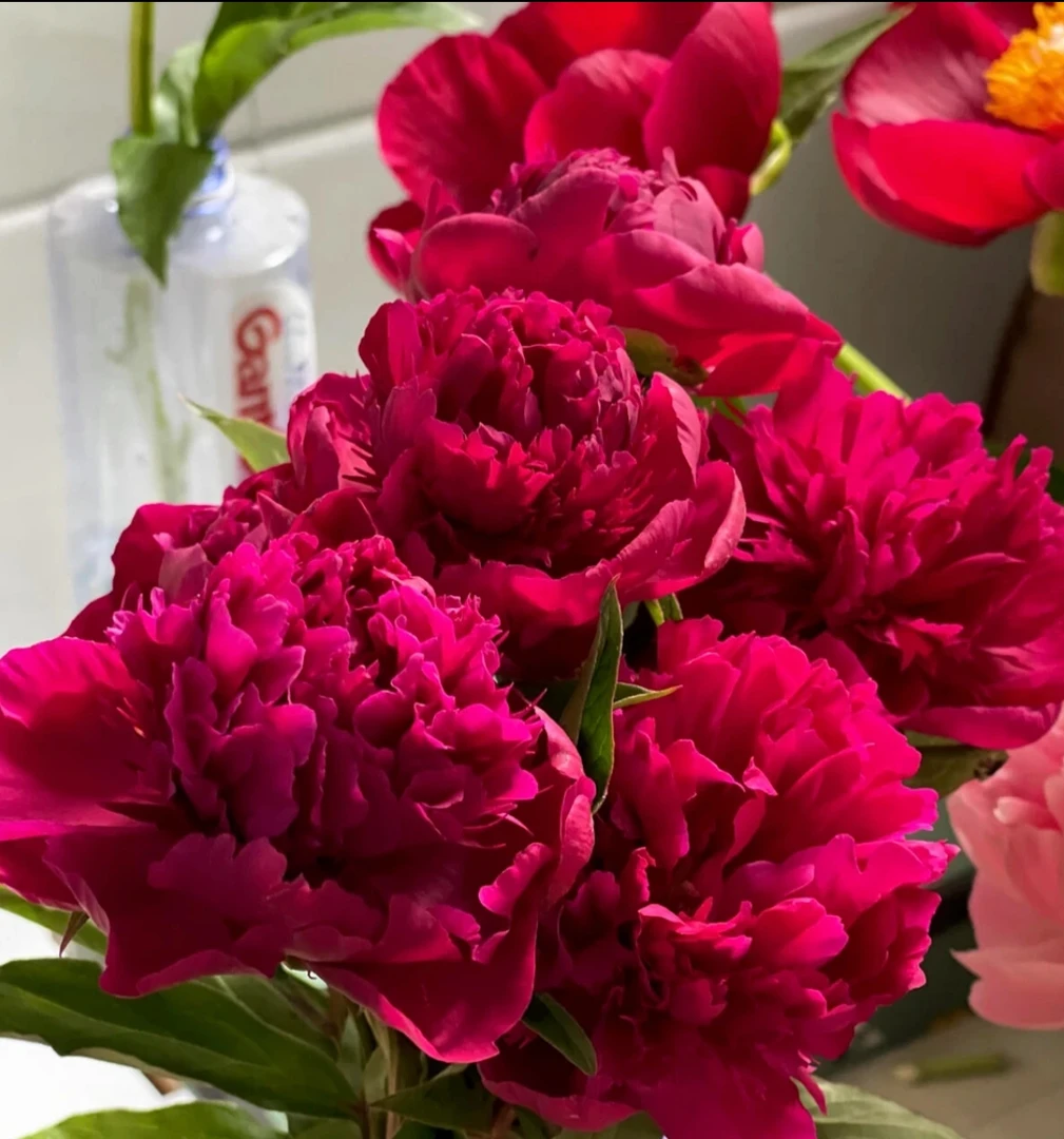 【朱砂判】国产观赏芍药花苗山东菏泽直发