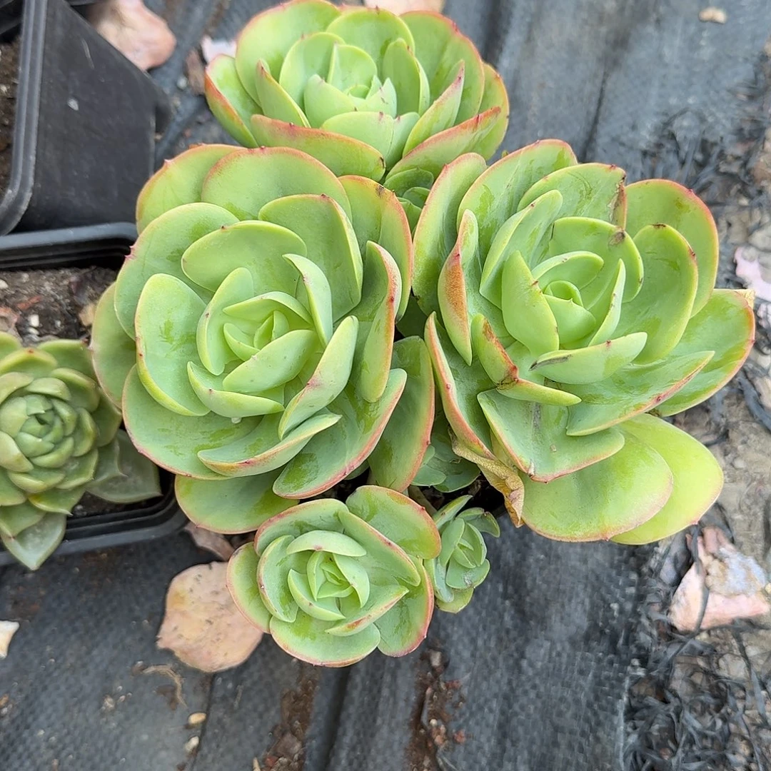 碧桃大群生多肉植物