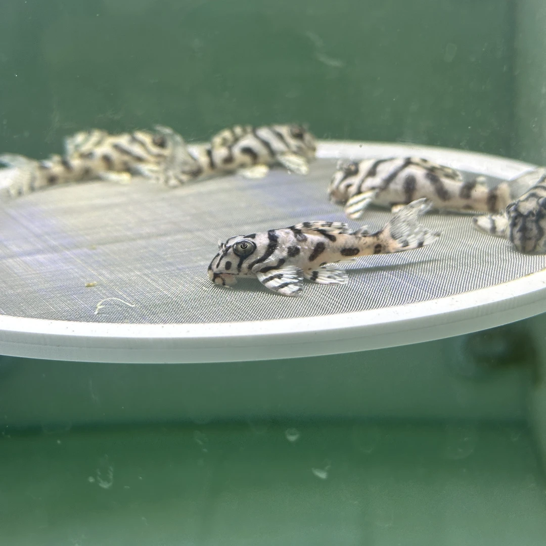 央央水族 异型L236皇后虎斑