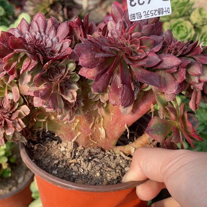 开**寓623琳琅缀12345678多肉