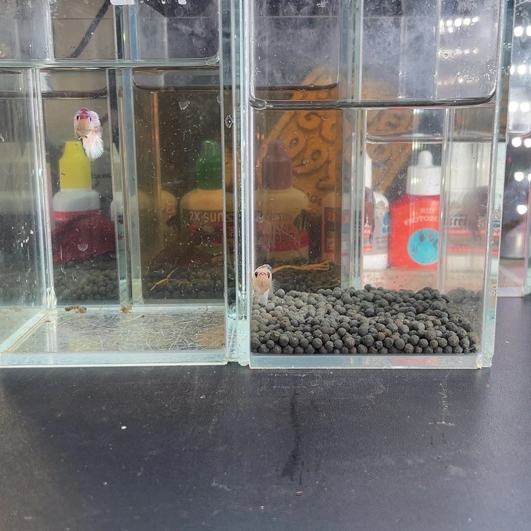 斗鱼10号1118早两只