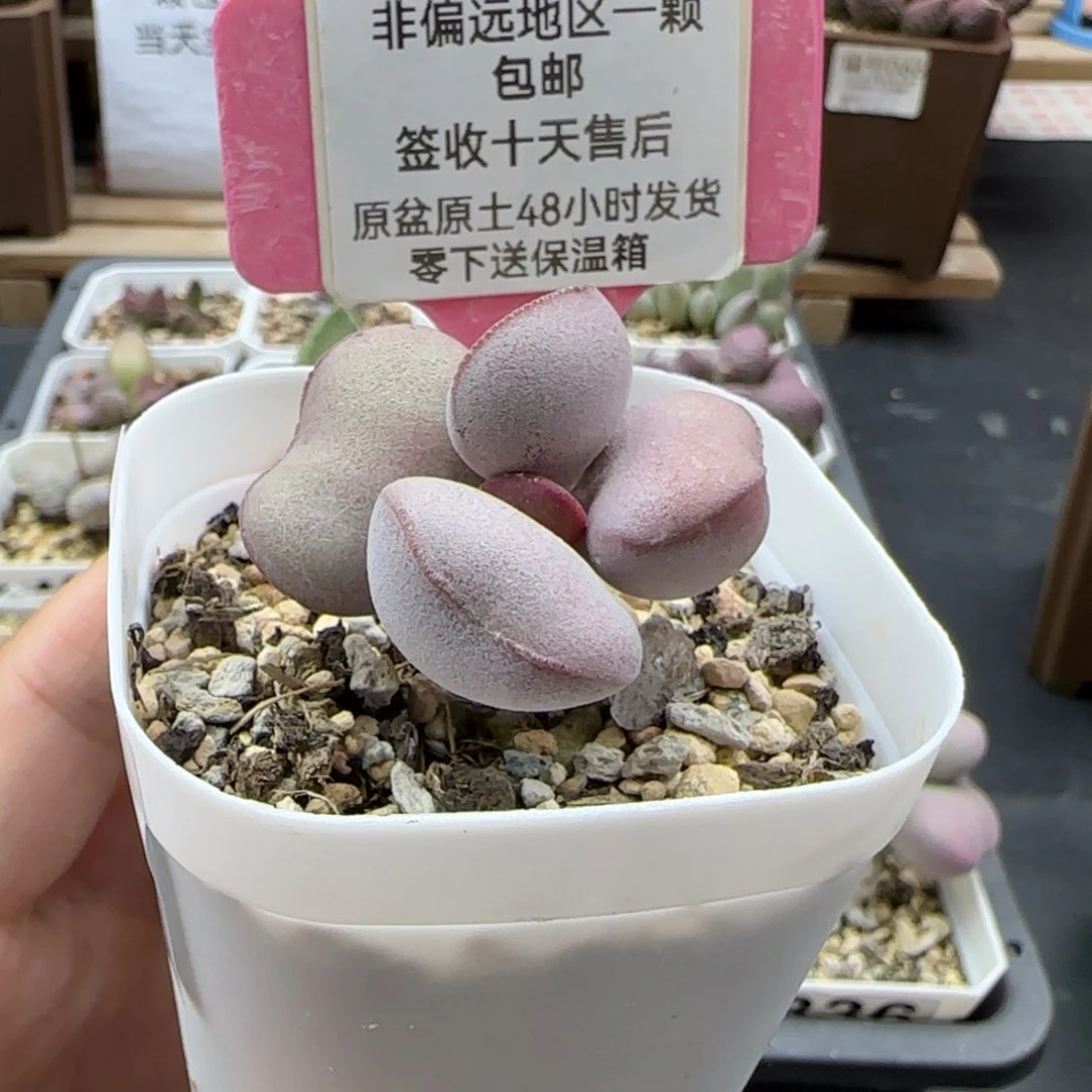 873白肌红蛋多肉