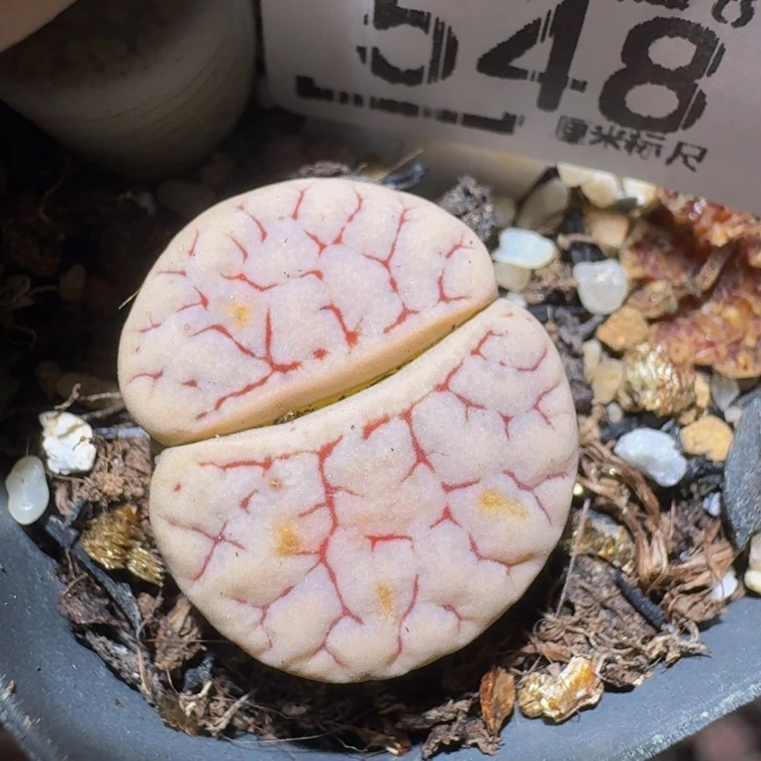 zzzz精品生石花548