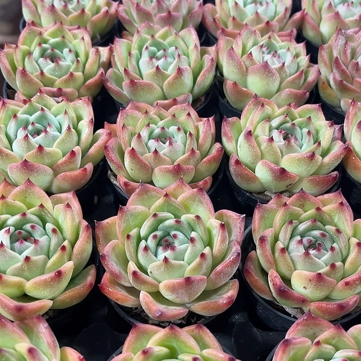 2棵精品红鸾多肉植物