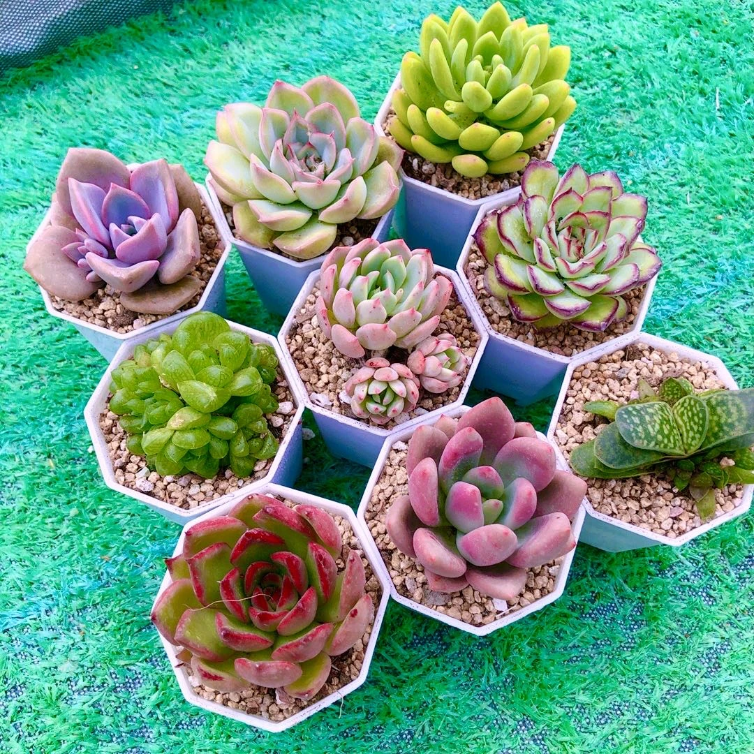 多肉植物指定9颗套餐送八角盆土（5厘米左右）