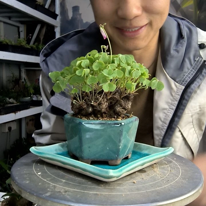 小*儿中青园艺一物一拍123