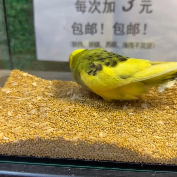虎皮鹦鹉大头虎皮鹦鹉