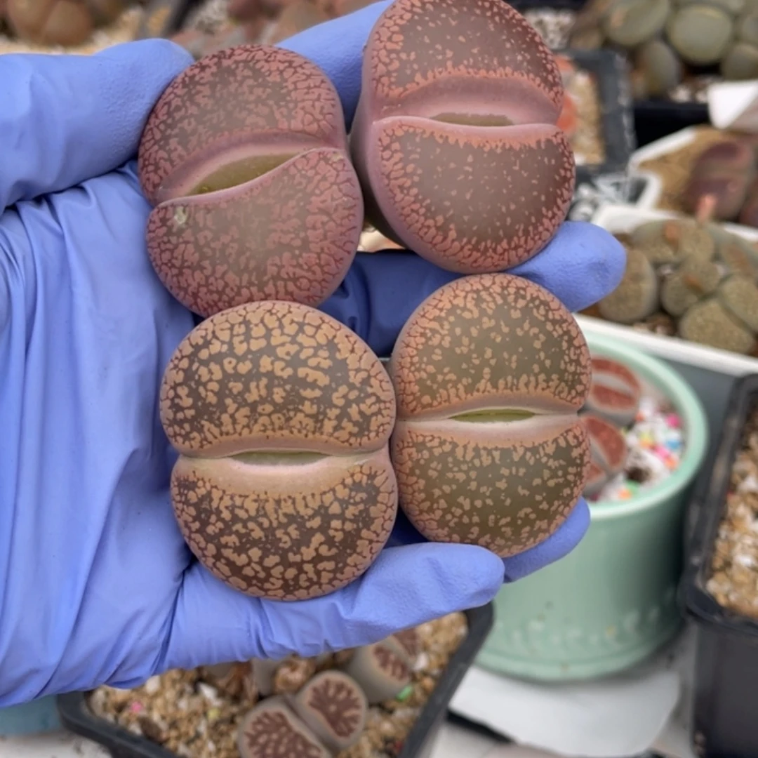 美***子有没有小伙伴知道007