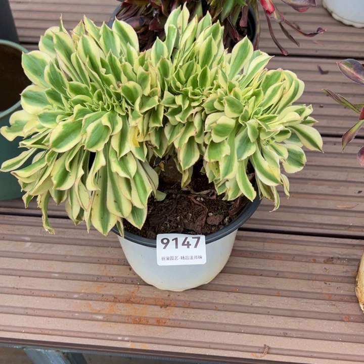 9147绿魄缀化（新品）