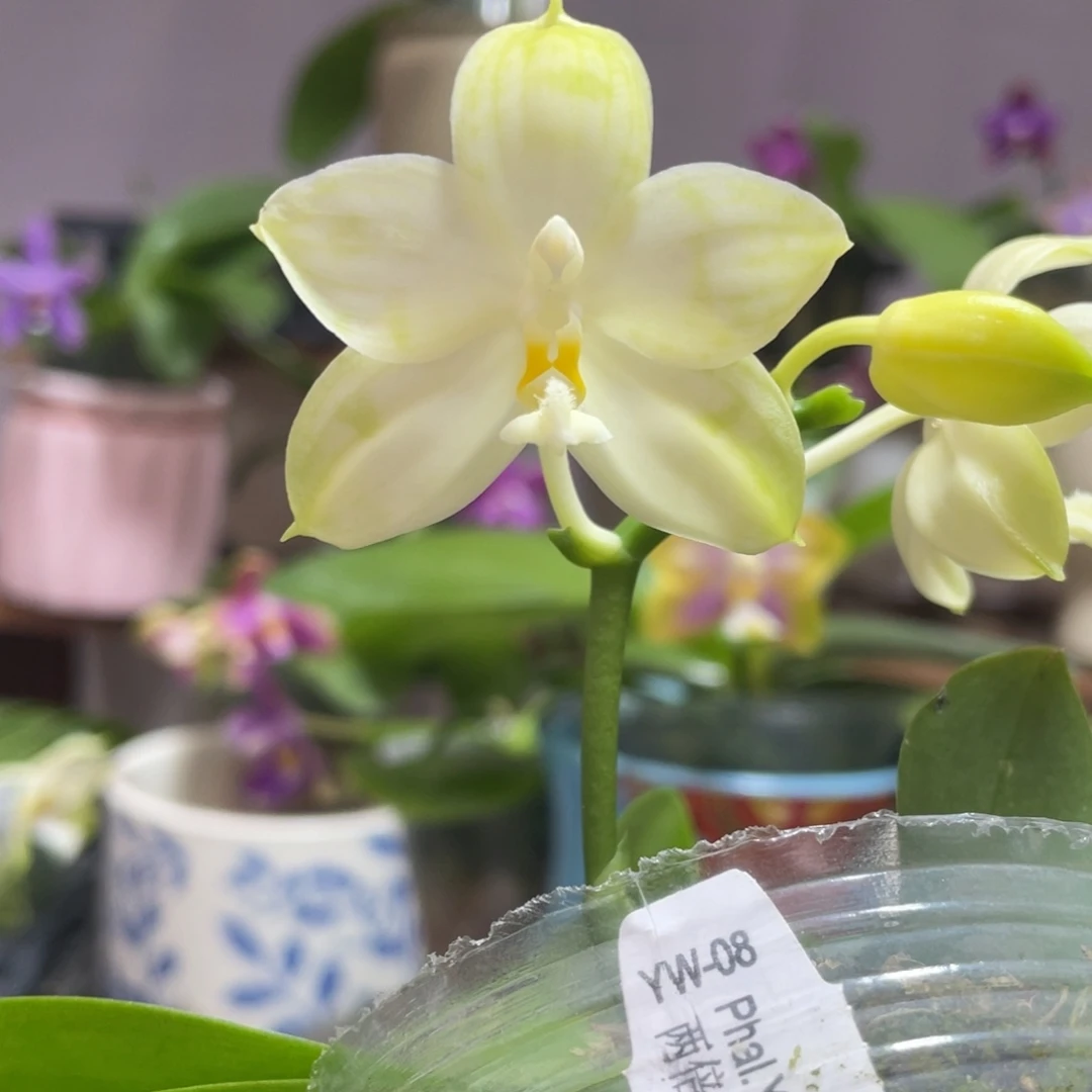 完全开放29叶瑕花期不保