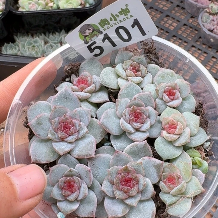 多肉植物多肉植物