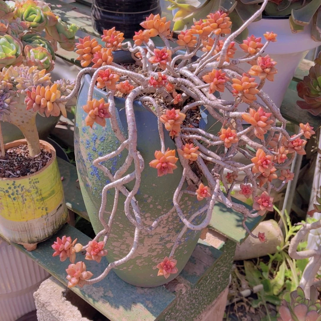 曼**m多肉植物组合