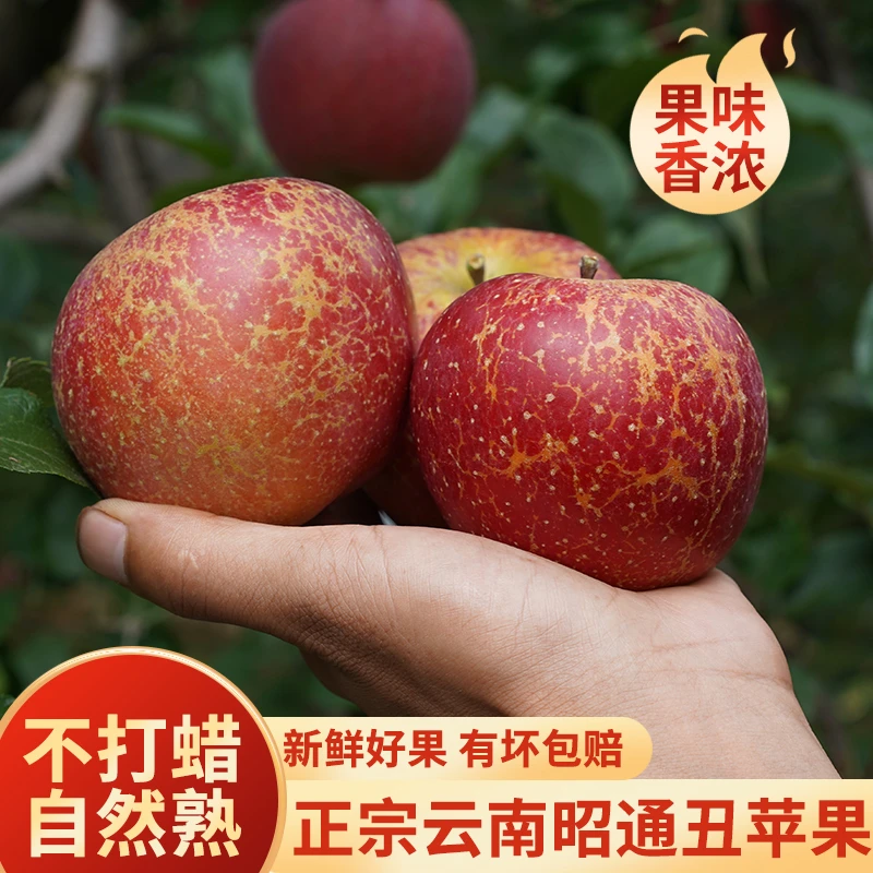 现摘现发云南昭通冰糖心丑苹果脆甜多汁新鲜水果5/10斤整箱包邮