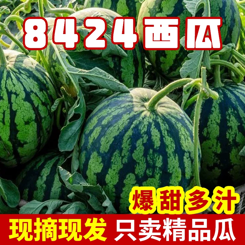 上海南汇8424西瓜黑籽正宗麒麟瓜薄皮现摘新鲜西瓜多汁无籽西瓜