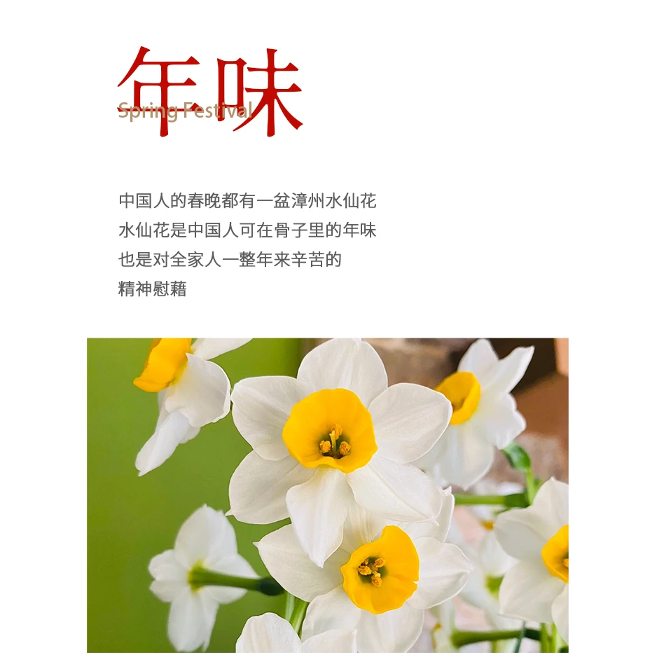 室内绿植好养易活耐寒客厅书房卧室办公室微景观招财桌面水培花