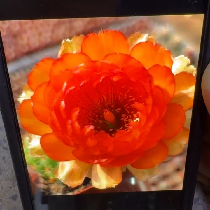 18丽花金牡丹歪3公分左右无根侧牙，20包邮