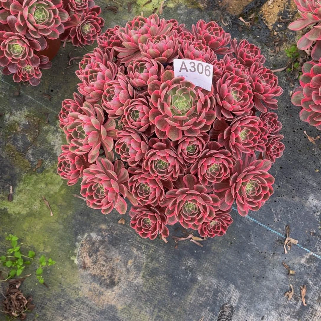 い****多肉浣纱000000306