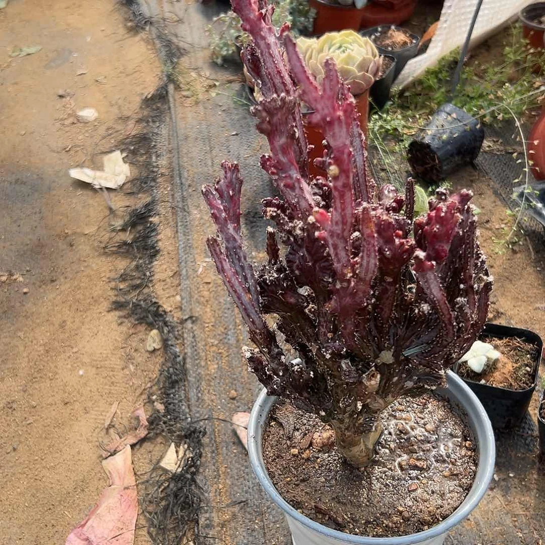 多肉植物残雪群生