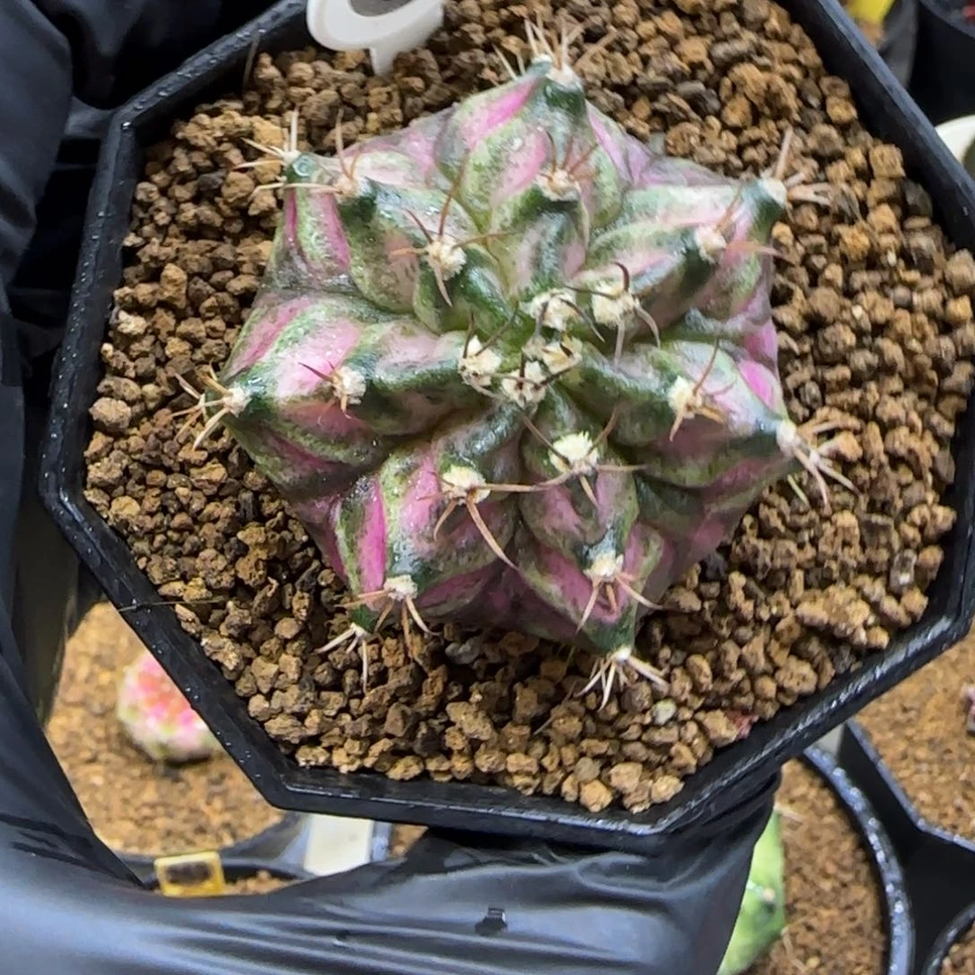 85号实生海神带盆土发货