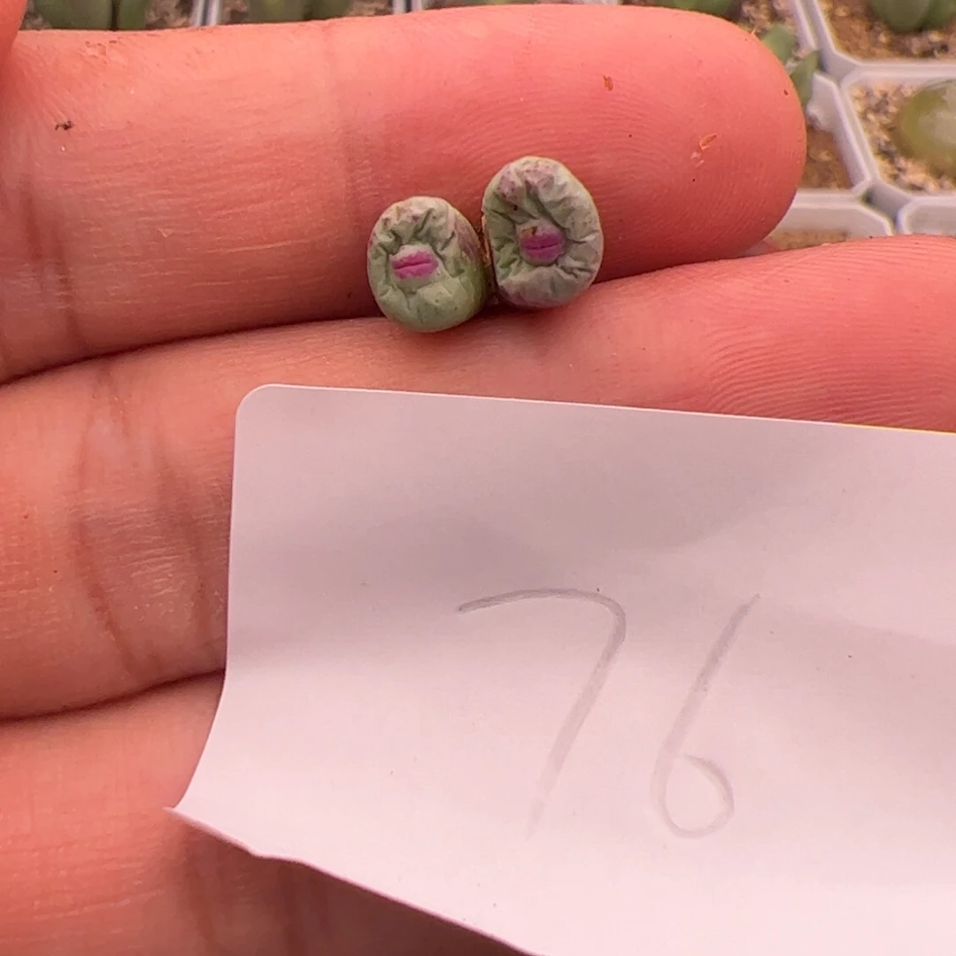 雪****8.13小红嘴多肉植物76