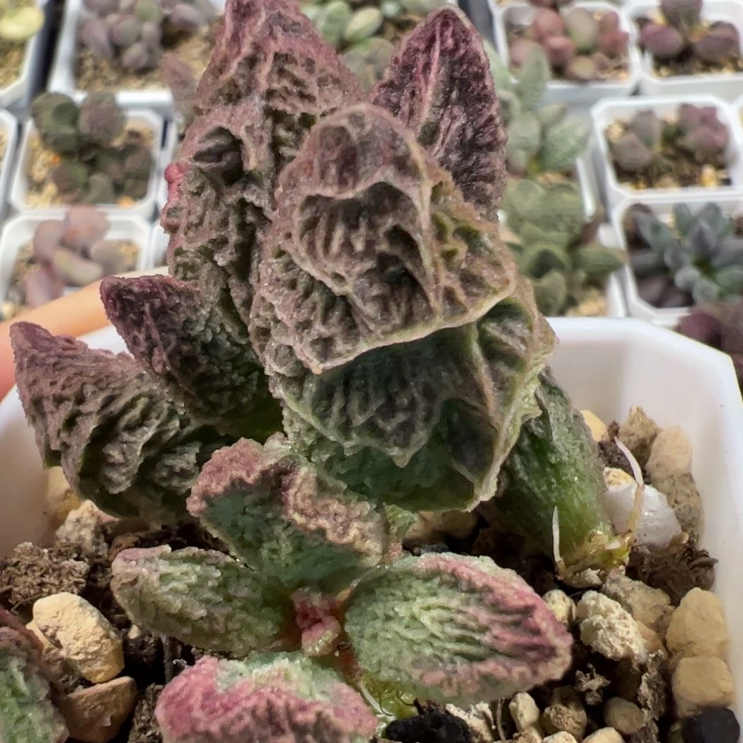 实生新品多头纯木质桩多肉植物水泡