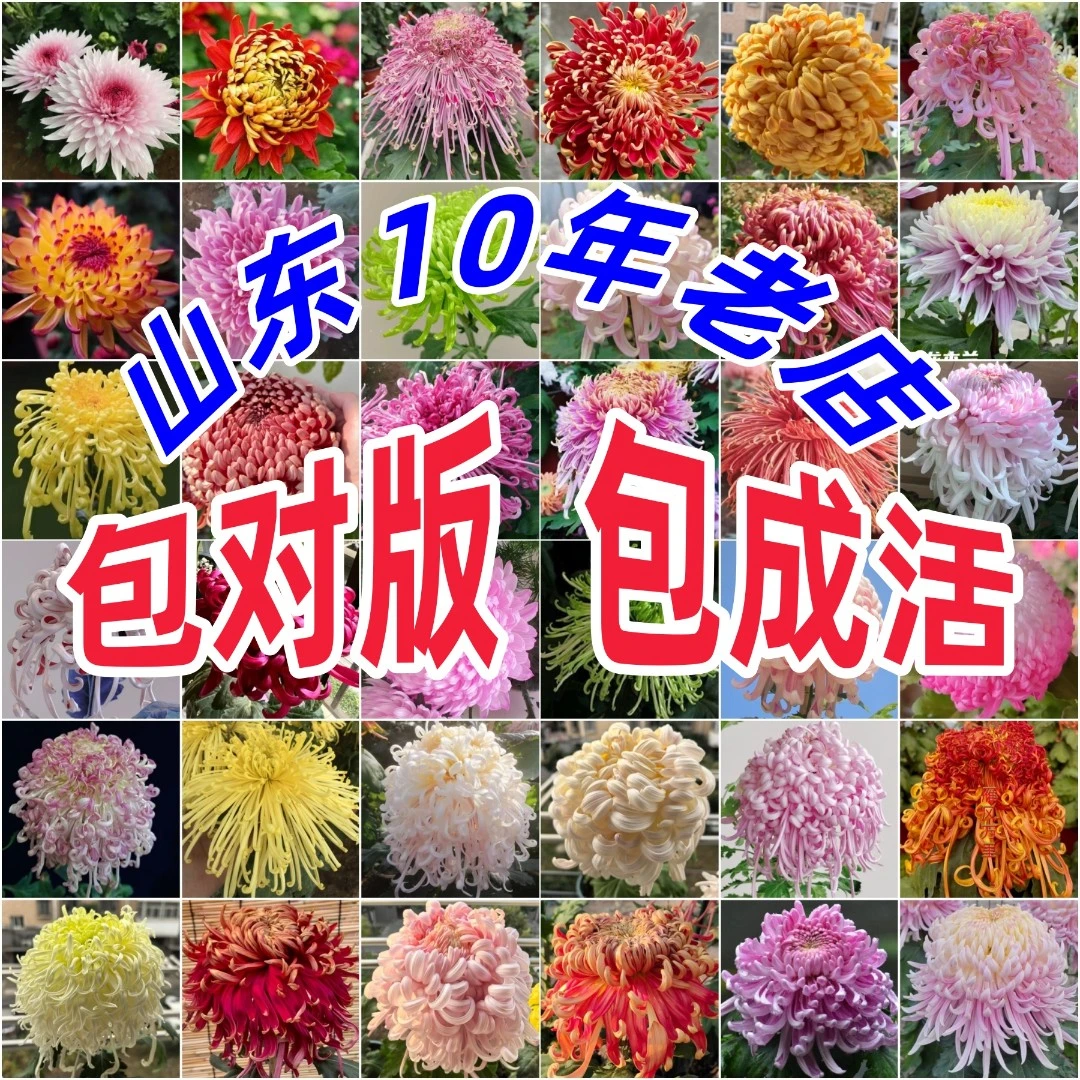 【200多个品种】包对版 大花型菊花苗 今年可开花