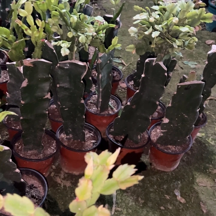 无***虑当前无花栽培后可以开花花架一套