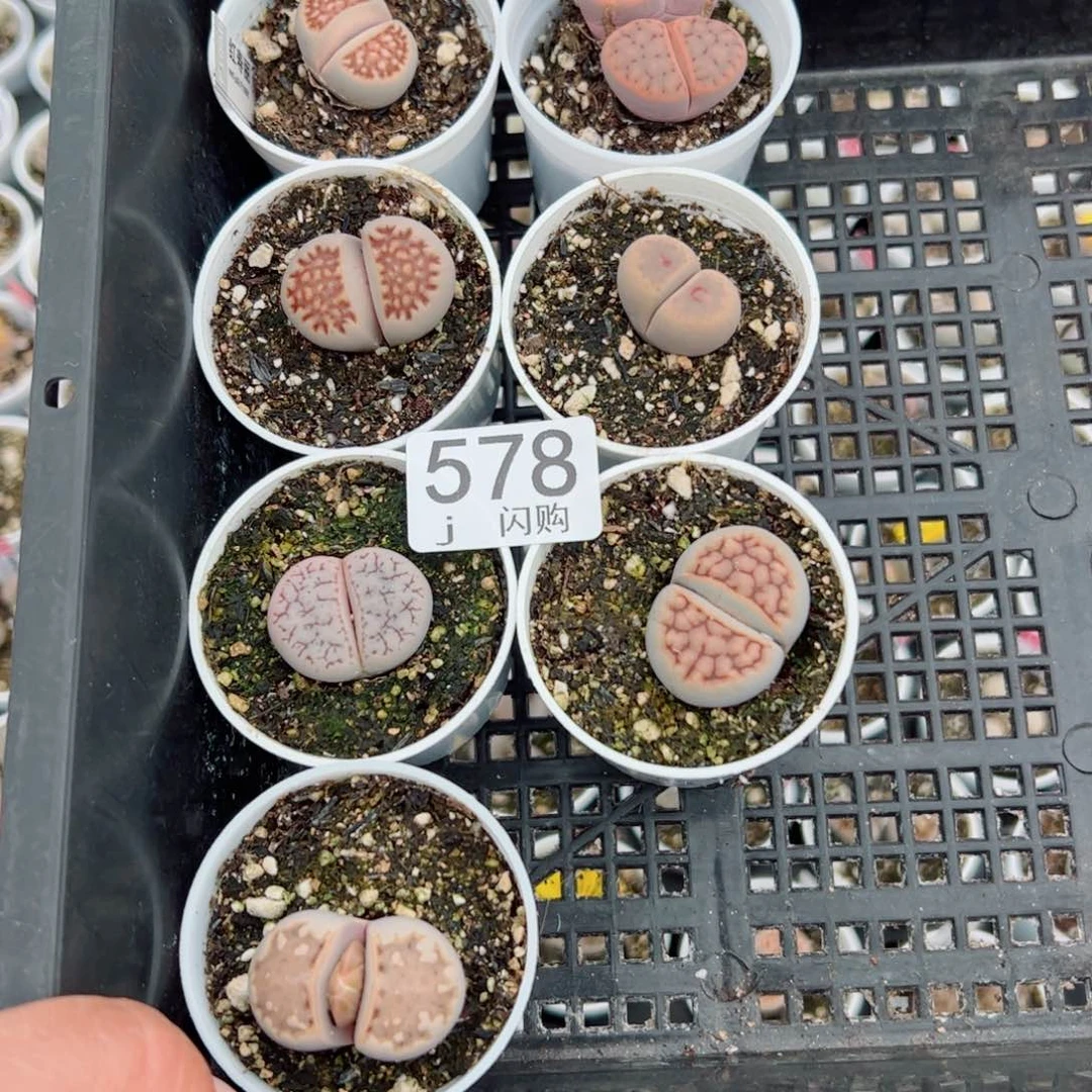 无花朵欢*猫我很喜欢这个J578