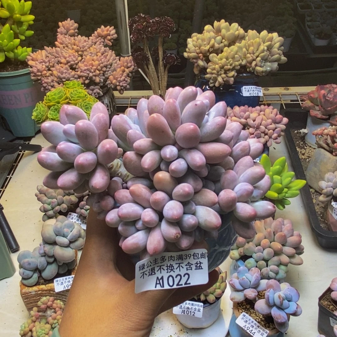 022丸叶汤圆多肉9cm