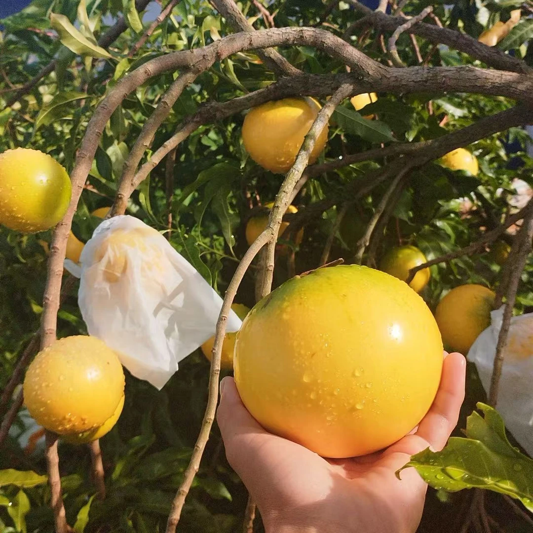 正品黄晶果（黄宝石）品种