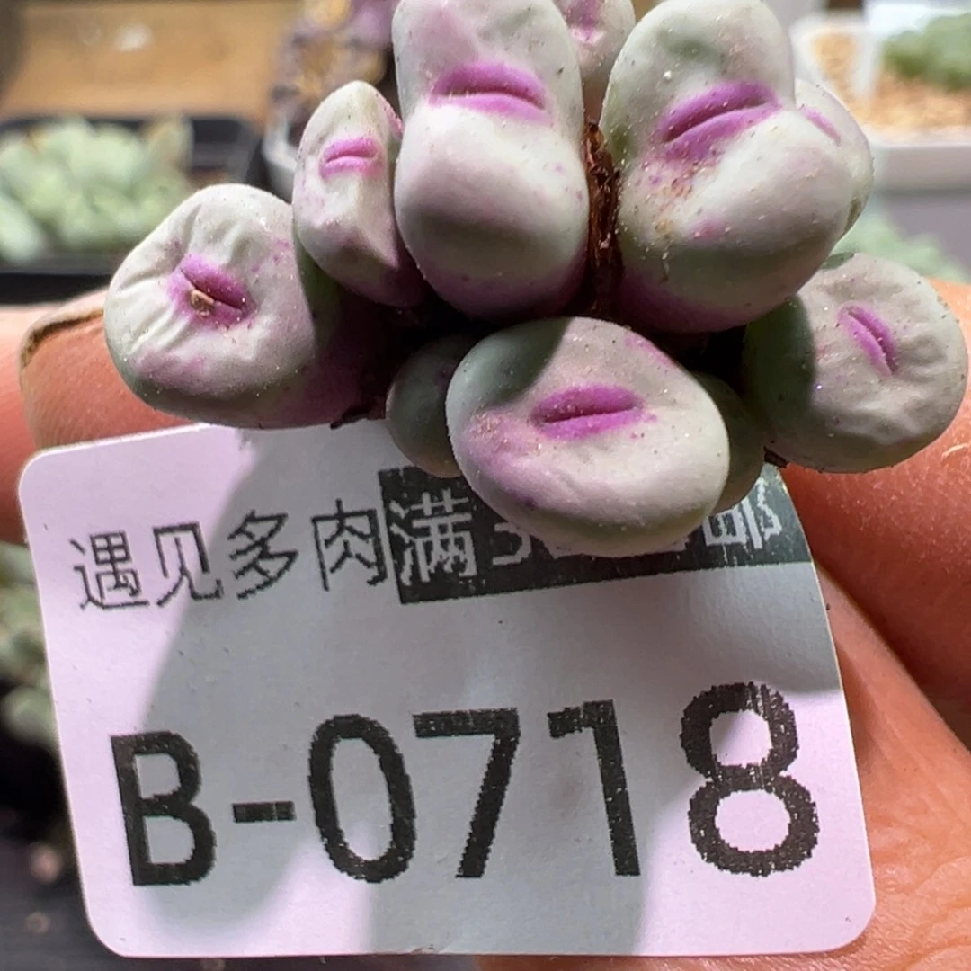 天***空多肉植物11111111111